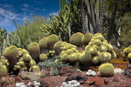 沙漠花园圆形球形多刺地球花园脊柱肉质植物植物群高清图片