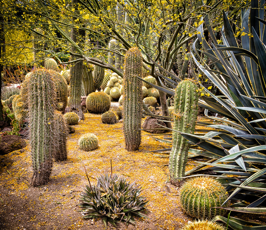 沙漠花园圆形脊柱多刺地球肉质植物花园球形植物群图片