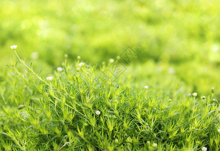绿绿草地毯背景图片