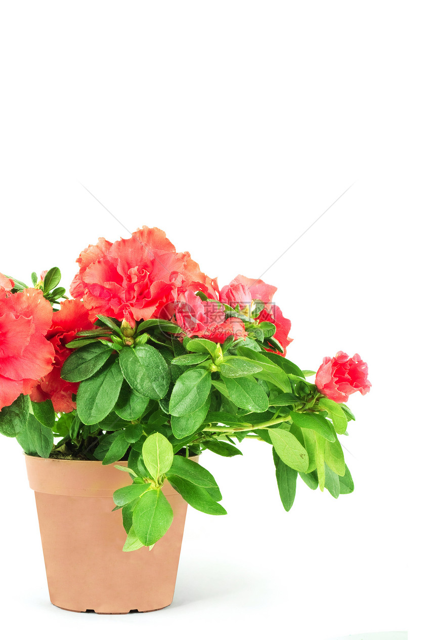 花盆中的鲜花植物学团体庆典水平红色白色紫色摄影作品热情图片