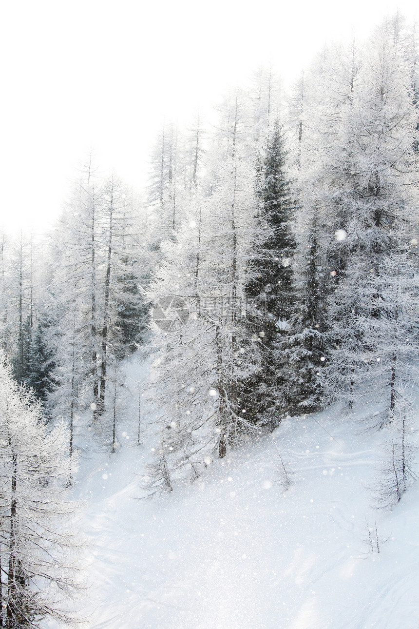 积雪中的森林公园蓝色全景天空季节树木旅行首脑气候高地图片