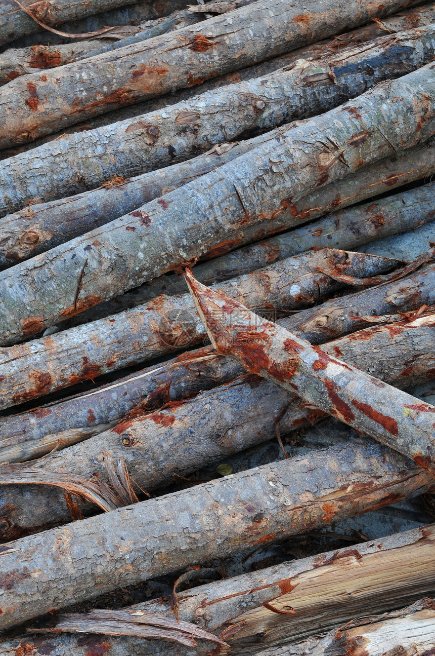 一堆松树林业树干库存团体木头日志圆形材料环境燃料图片