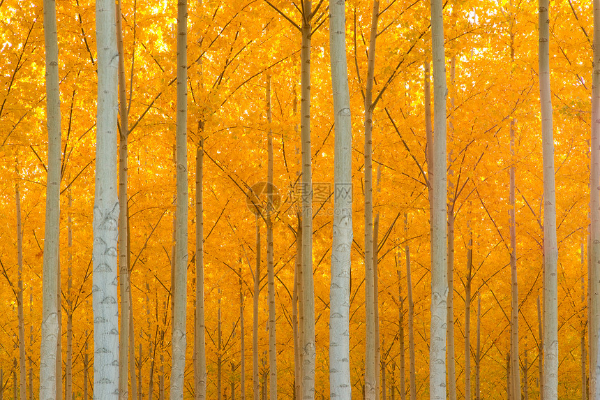 秋树露台林业树木树干亮度全景小路生物学踪迹地面植物图片