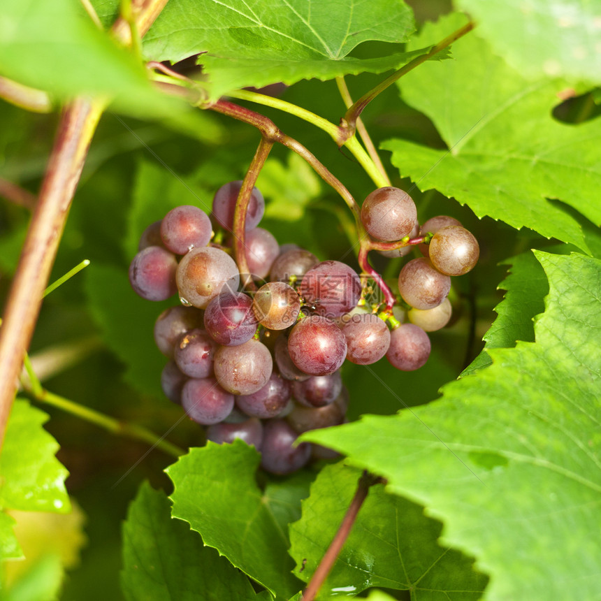 一群成熟的红葡萄种植园国家农业藤蔓植物收成葡萄园酒厂水果培育图片
