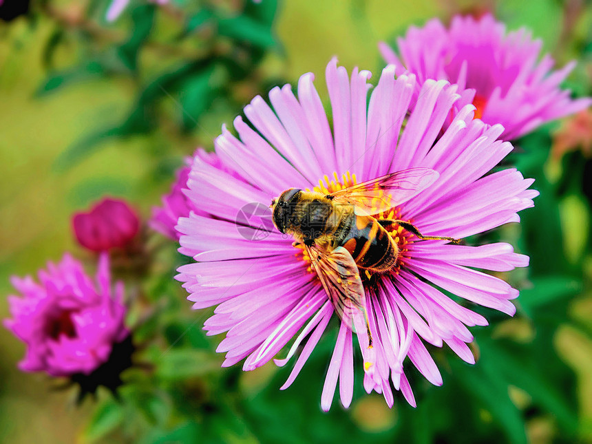 美在花朵上宏观绿色粉色植物蜂房蜂蜜花园漏洞花粉工作图片