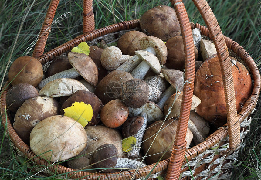蘑菇森林食物棕色篮子季节树木图片