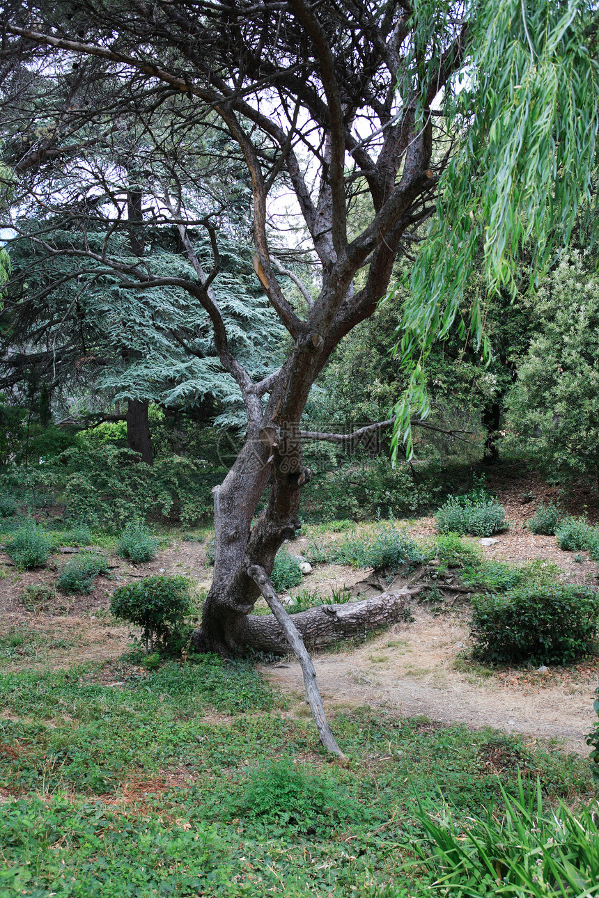 旧树花园公园区系植物学园艺植物植物园生长森林图片