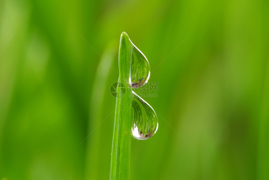 草地上滴水花园树叶液体雨滴绿色宏观生长草本植物植物图片