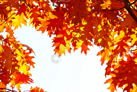 秋季假期叶子植物分支机构橙子红色树叶环境生长森林背景图片