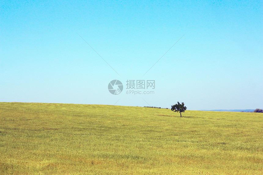 田地上孤单的树草地场景环境照片农业牧场国家草原风景全景图片