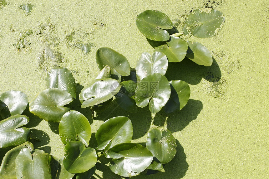 鸭草间水中的Spatterdock植物图片