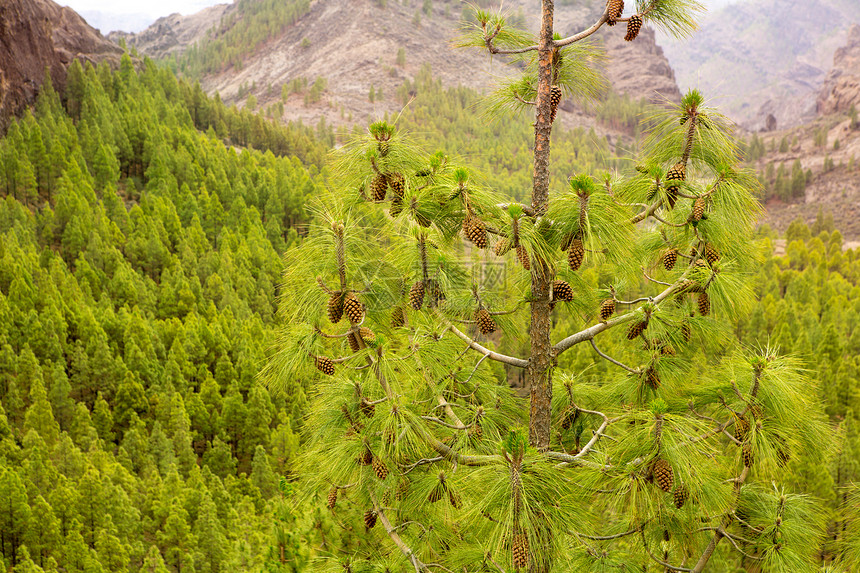 卡罗里松树在加那利庄稼中留下针头首脑巅峰岩石火山森林孤独松树奶奶旅行环境图片