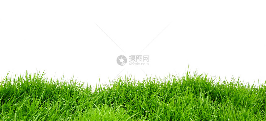 青草场地环境绿色草皮植物草叶图片