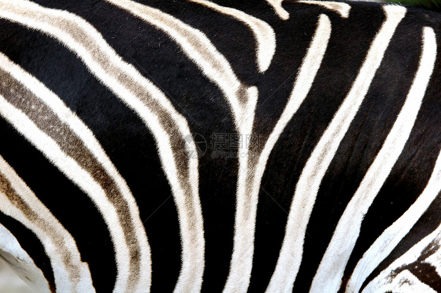 斑马皮肤条纹荒野线条材料小地毯野生动物地毯动物群动物头发图片
