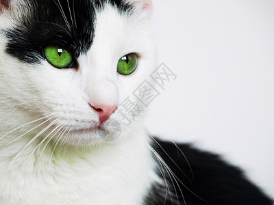 绿眼猫黑色宠物动物群绿色自然白色背景图片