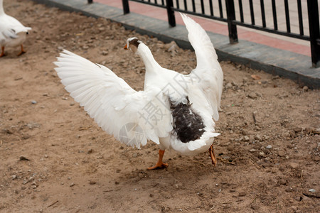一只白鹅张开翅膀白色翼展翼尖甘德水鸟水禽背景图片