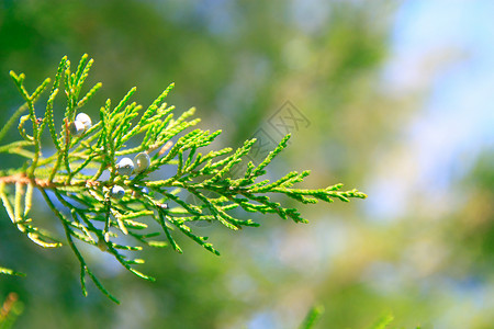 崖柏分公司衬套生活木头宏观天气季节叶子花园植物学崖柏背景图片