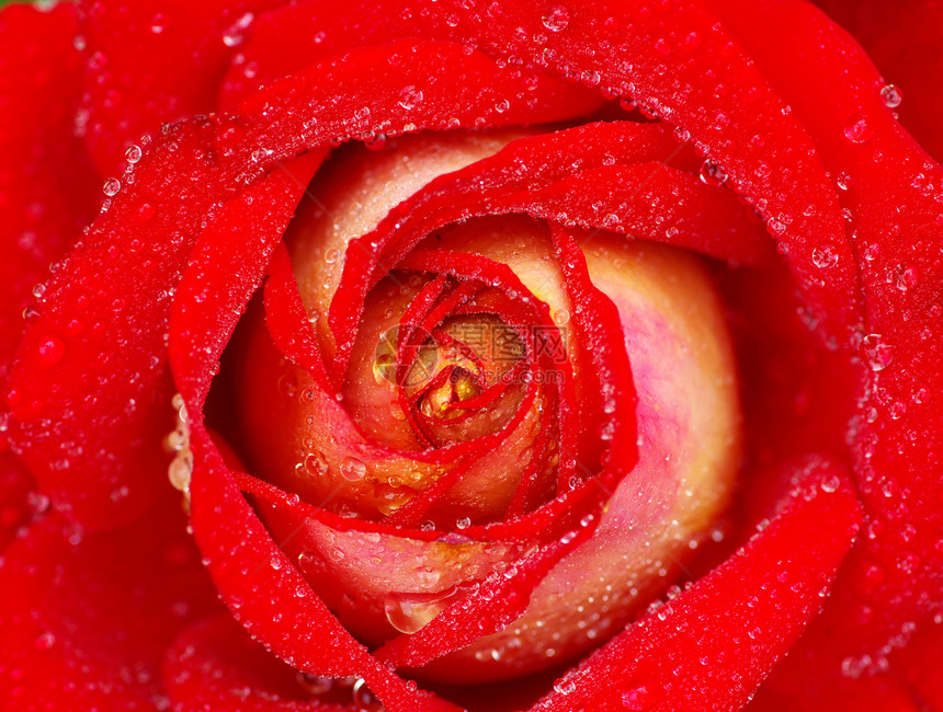 红玫瑰叶子玫瑰水分宏观花瓣植物环境液体生长飞沫图片