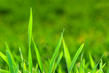 草原植物草地绿色活力生长背景图片