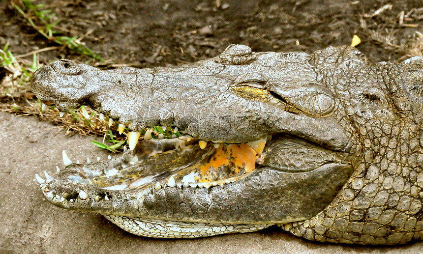 鳄鱼露出牙齿两栖动物微笑爬虫獠牙动物图片