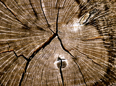 树形纹理环年轮树桩棕褐色树干戒指背景图片