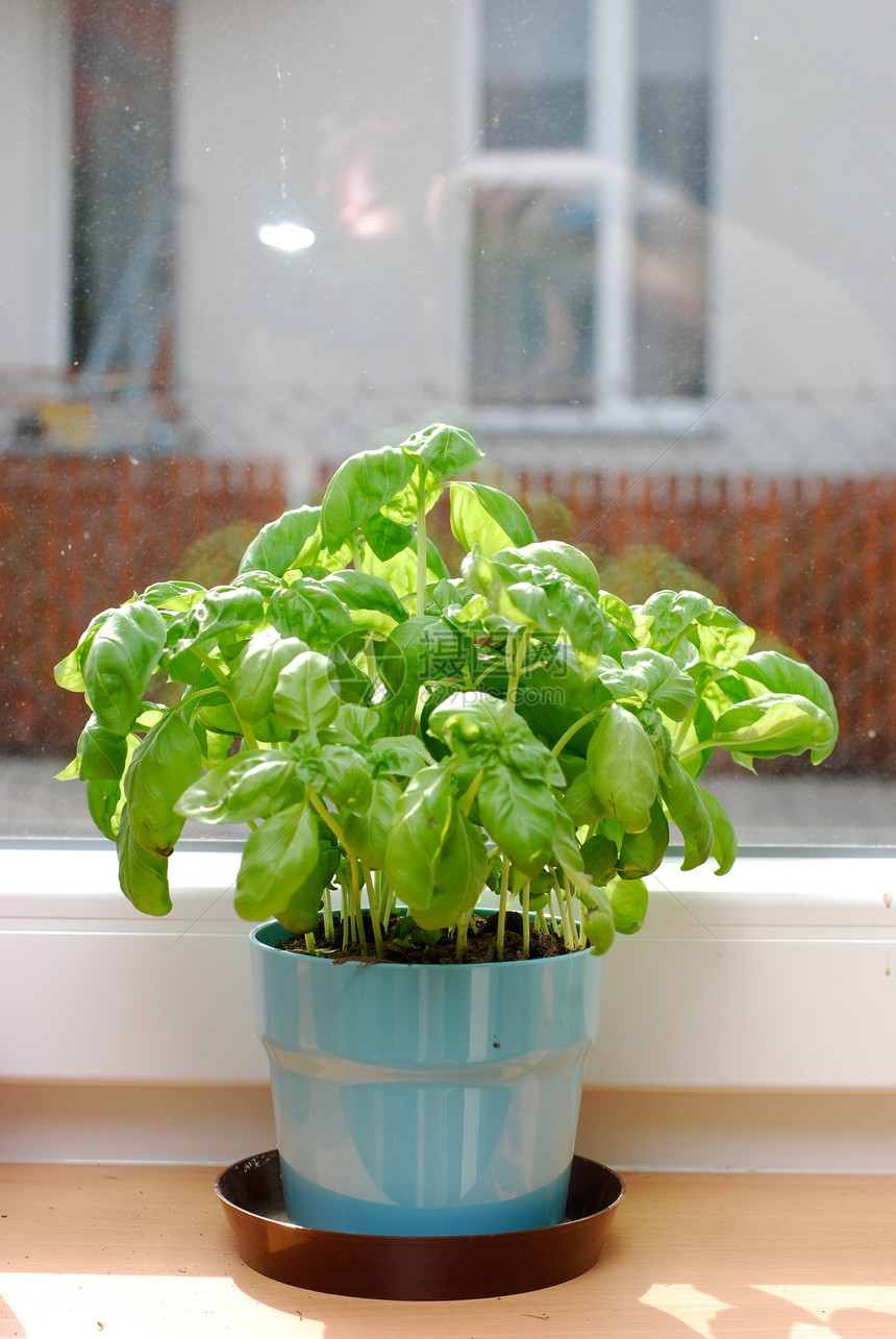 Basil在窗户上盆栽植物芳香花盆塑料绿色叶子香料园艺草本图片