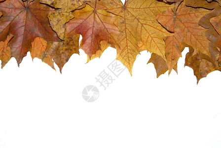 树叶床单背景图片