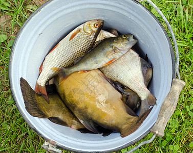 手绘鱼桶鱼用旧生锈桶捕获的红竹鱼背景