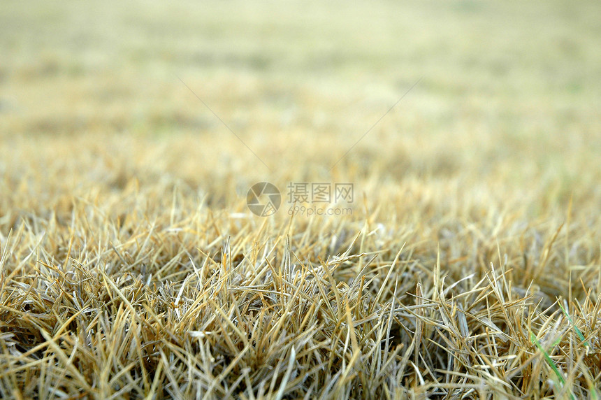 干草纹理黄色风景草原院子爬坡植物场地草皮植被图片