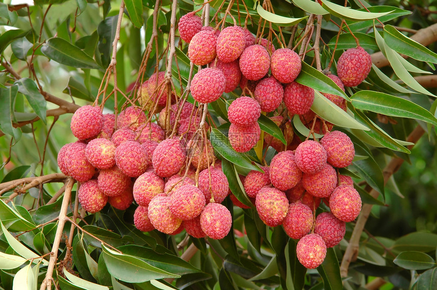 树上的李希水果团体红色叶子食物荔枝图片