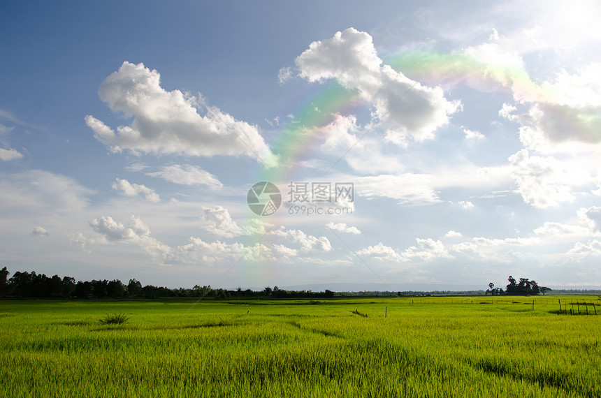 泰王国农村地区收成培育天空草地植物场地热带季节乡村农场图片