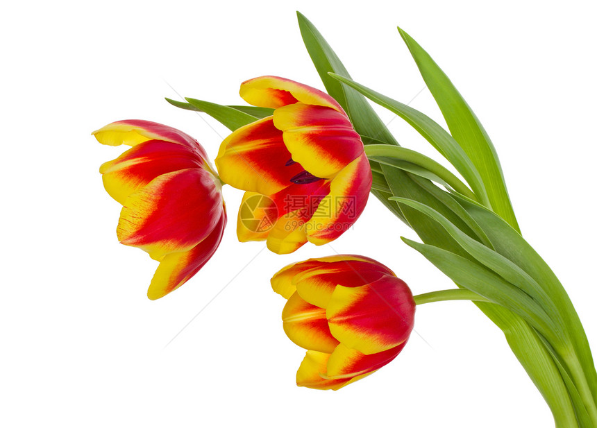 红黄色郁金香郁金香花束红色植物绿色礼物脆弱性白色花瓣叶子图片