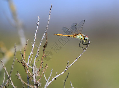 春天的蜻蜓苍蝇的自然性质翅膀动物生物学环境动物群枝条野生动物生活昆虫蛇尾背景