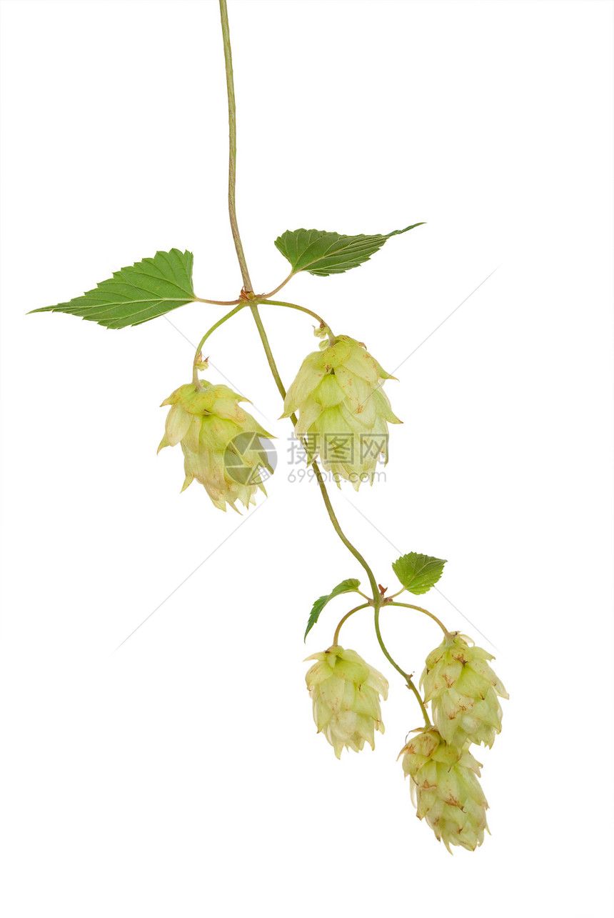 跳的分支叶子味道啤酒厂绿色发酵白色酿造苦味饮料酒精图片