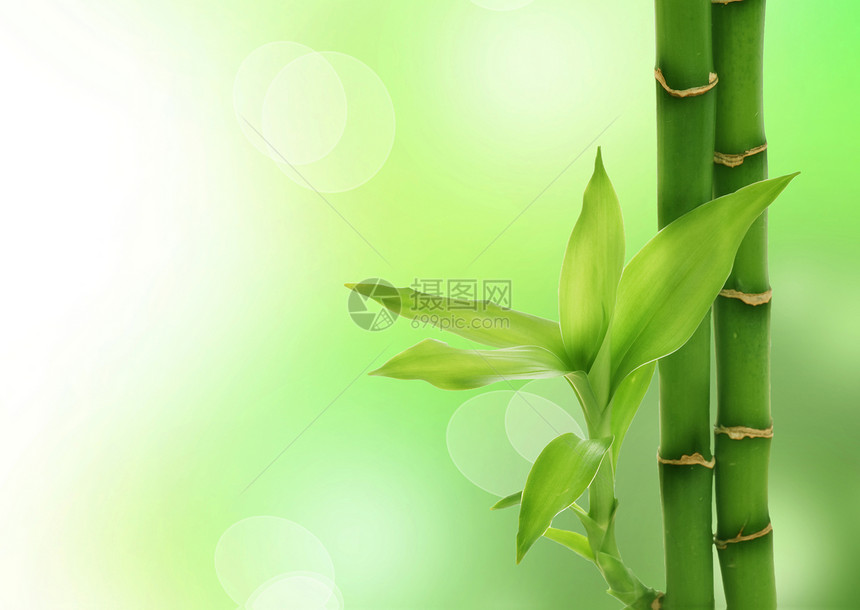 竹生长背景边界热带生态生活园艺环境运气丛林图片
