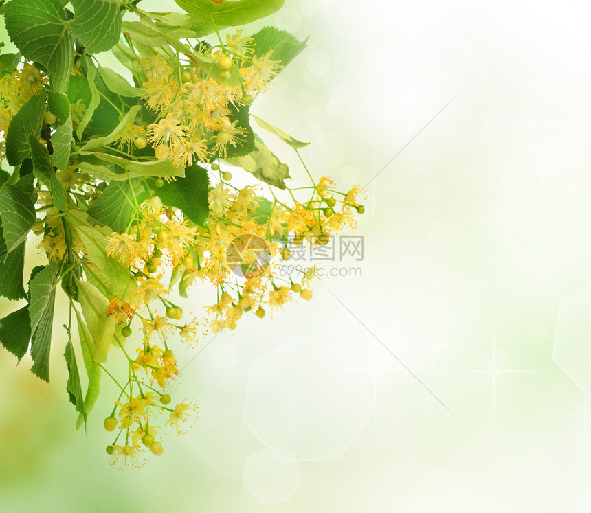 林树花边疆界植物花瓣药品球座工作室叶子荒野边界植物群图片