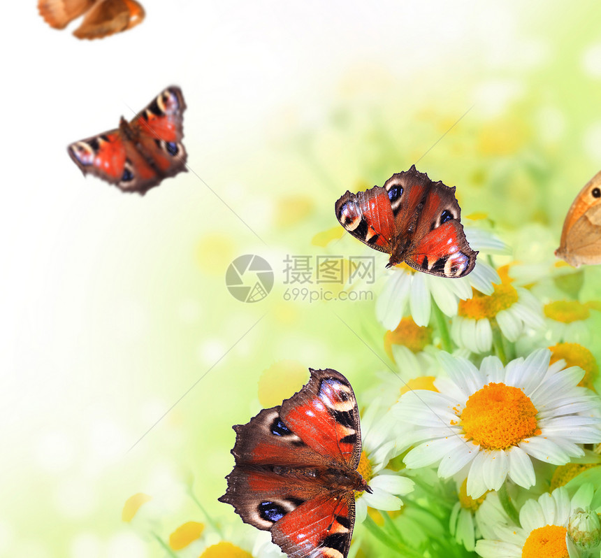 花朵上的蝴蝶叶子边界光束花瓣紫色昆虫晴天君主宏观橙子图片