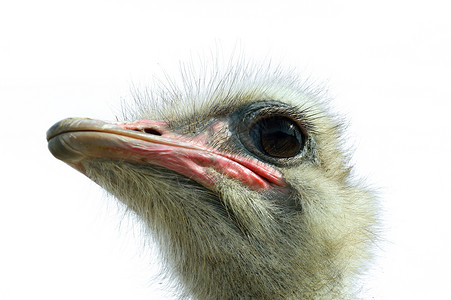 Ostrich Struuthio 骆驼鸟鸟动物活力世界生活农场鸵鸟形目农业背景图片