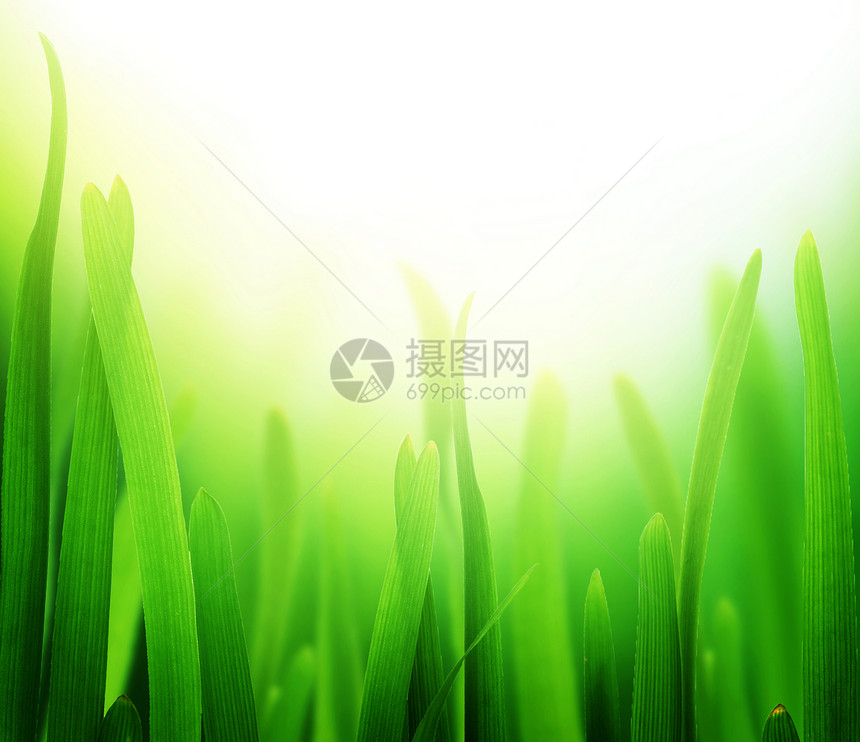 青草植物雨滴宏观刀刃太阳洪水背景桌面生长小麦图片