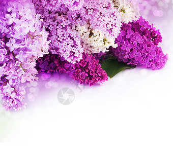 春花边疆界紫丁香季节花束白色妈妈们粉色紫色绿色边界背景图片