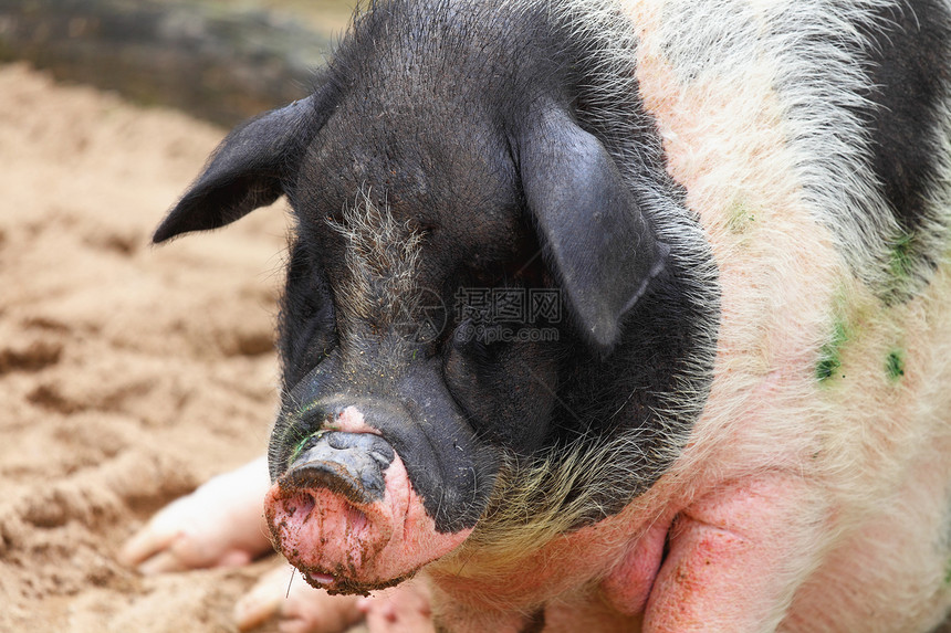 猪胸部哺乳期生长牧场猪肉培育哺乳动物母亲动物鼻子图片