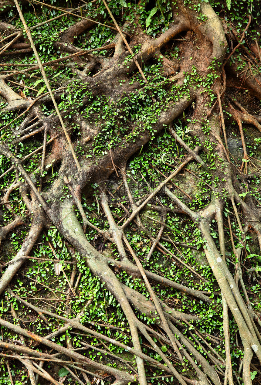 树根土壤纠纷花园生长岩石植物森林网络木头园艺图片