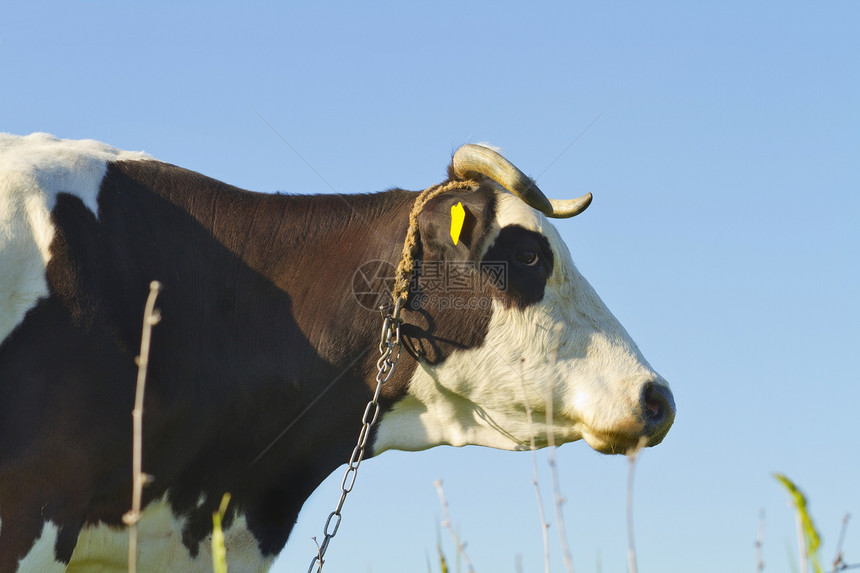 牛排肖像奶牛场景草地成人动物鼻子哺乳动物生活牧场女性图片
