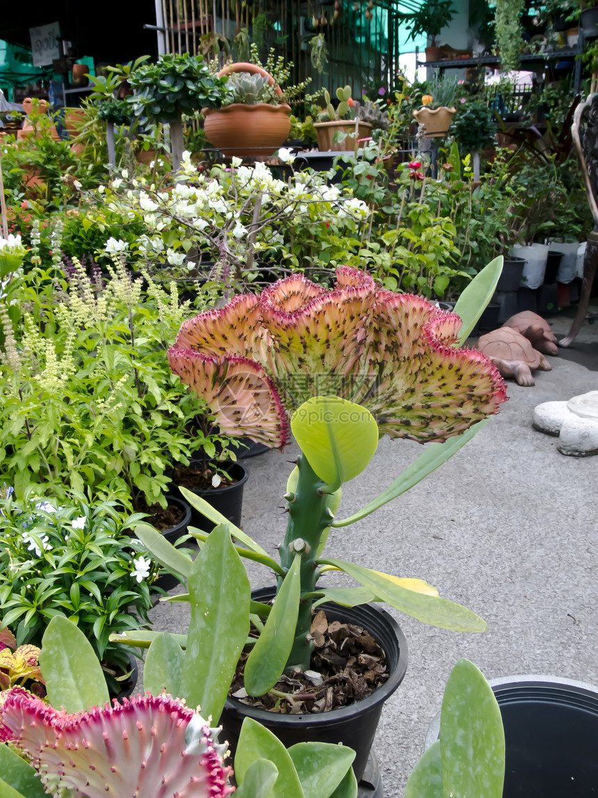 仙人掌沙漠天空热带危险植物生活植物学植物群生长花园图片