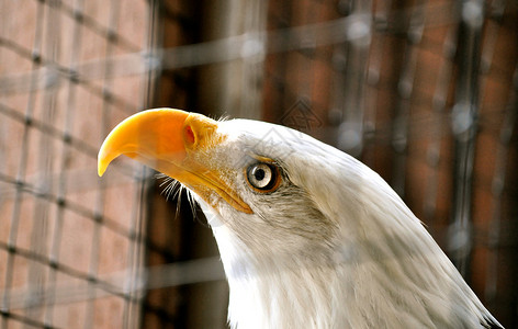 康复中心的秃鹰组织中心白色俘虏白头鹰动物动物群背景图片