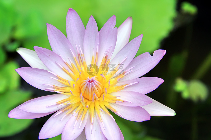 莲花花瓣植物荷花冥想池塘季节叶子植物学异国热带图片