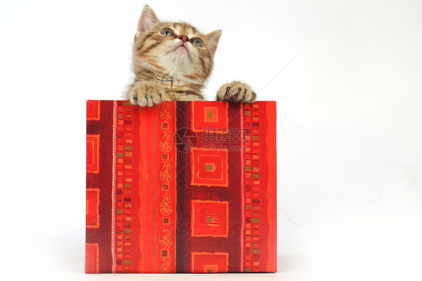 礼品盒中的猫孩子惊喜金子生日兽医婴儿小猫猫咪猫科毛皮图片