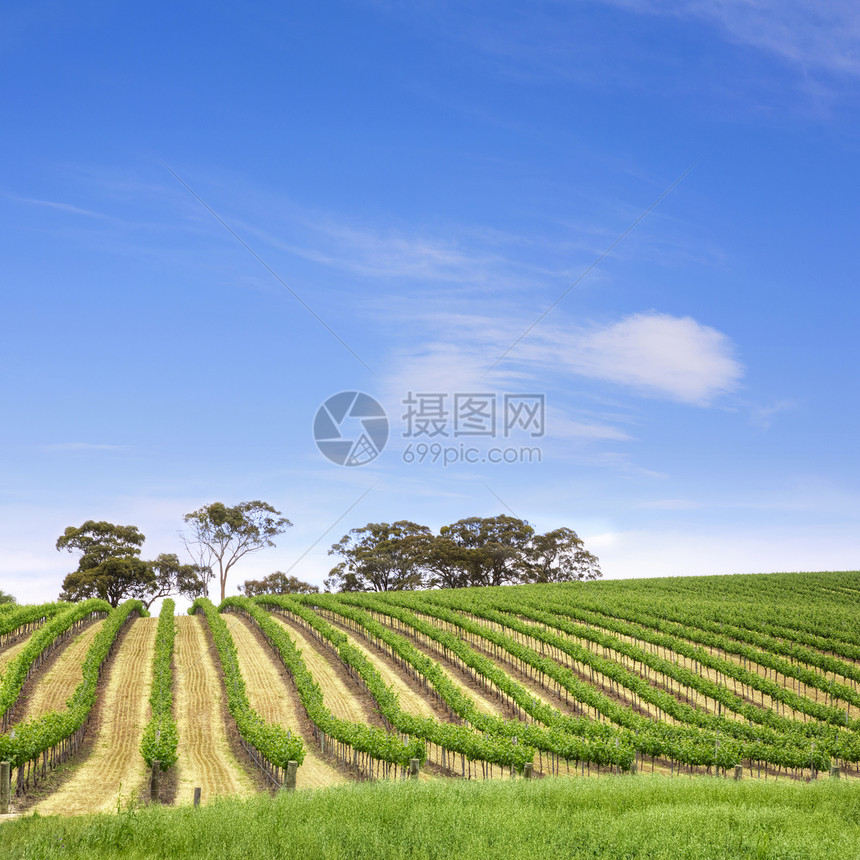 南澳大利亚葡萄园广场农村藤蔓农业正方形乡村栽培葡萄蓝色绿色图片