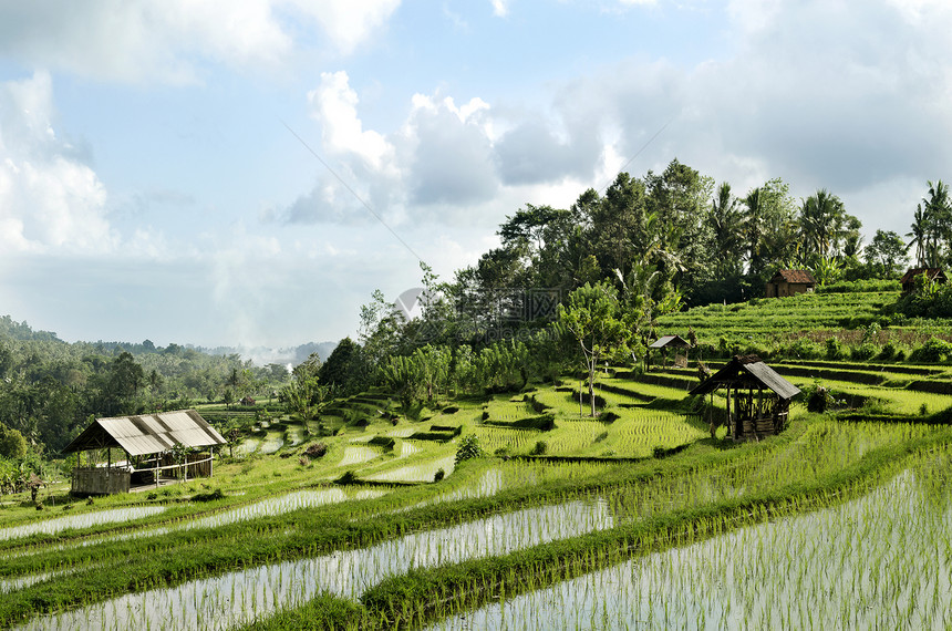巴厘岛的稻田地貌异国村庄场地农村情调乡村热带阳台图片