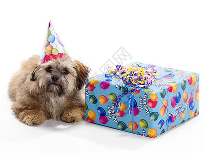 湿浦帽Shipo Poo 戴帽子伴侣小狗哺乳动物动物展示宠物家畜犬类生日礼物背景图片
